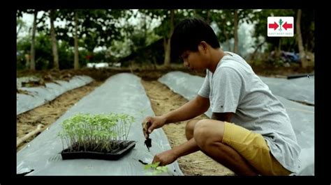 Step by step guide in growing Tomato. Kumpletong .